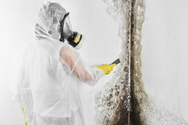 Best Toxic Mold Removal  in USA